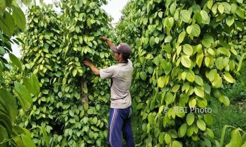 PERTANIAN WONOGIRI : 75% Tanaman Mati, Petani Lada Karangtengah Gagal Panen 