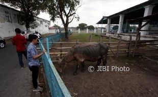 KISAH UNIK : Kebo Bule Kyai Sukro Paling Nakal dan Maunya Menang Sendiri