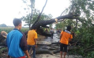 ANGIN KENCANG KLATEN : Belasan Pohon di Trucuk Tumbang Disapu Angin