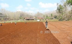 PERTANIAN WONOGIRI : Hujan 5 Hari, Petani Tadah Hujan Pracimantoro Ramai-Ramai Tanam Padi