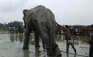 Sejumlah Pengungsi Rohingya di Bangladesh Tewas Diinjak-Injak Gajah Liar