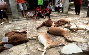 PETERNAKAN GUNUNGKIDUL : Serangan Meluas, 12 Kambing di Rongkop Mati Digigit Hewan Liar