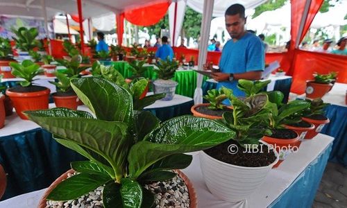 Foto Anthurium Kontes Lagi di Salatiga