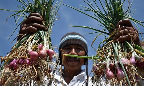 FOTO PERTANIAN JATENG : Kabupaten Semarang Panen Bawang Merah