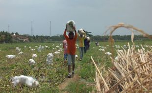 PERTANIAN KULONPROGO : Diguyur Hujan, Petani Melon Panen Dini