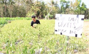 Harga Cabai Stabil, Petani Tetap Tak Untung