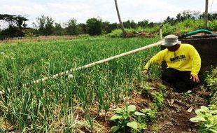 Panen Bawang Merah di Gunungkidul Sukses, Luas Tanam akan Diperluas