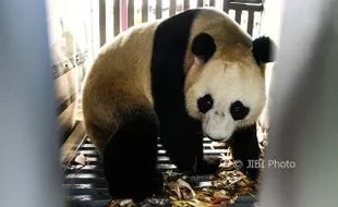 Sepasang Giant Panda asal Tiongkok Segera Muncul di Taman Safari