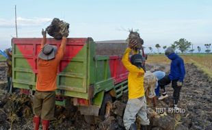 KEKERINGAN MADIUN : Lahan Bera saat Kemarau Dimanfaatkan untuk Tanah Uruk