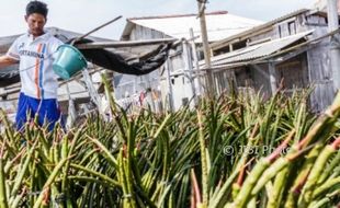 FOTO PENGHIJAUAN SEMARANG : Bibit Mangrove Disiapkan di Tambakrejo