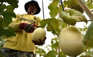 Grobogan Sentra Produksi Melon di Jateng