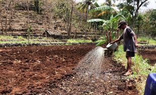 Petani Pesisir Selatan Mulai Persiapkan Lahan untuk Masa Tanam Pertama