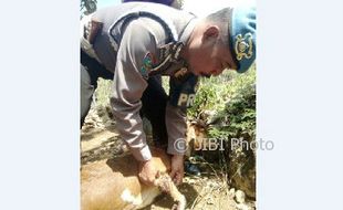 Serangan Anjing Hutan Masih Menjadi Ancaman Ternak di Gunungkidul