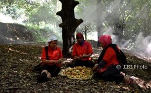 Foto Perkebunan Jateng Hasilkan Pala Eksport