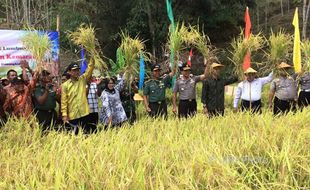 PERTANIAN GUNUNGKIDUL : Warga Sedono Bangga Setahun Panen Tiga Kali