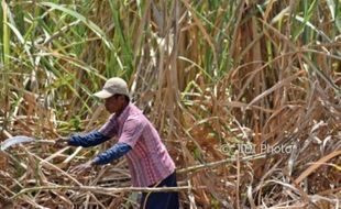 FOTO PERKEBUNAN JATENG : Tebu Kaliwungu Dipanen Buruh Tani