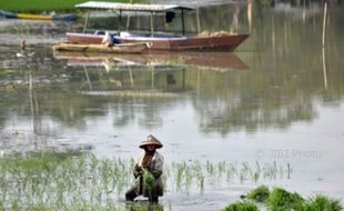 Alami Pendangkalan, Segini Kedalaman Rawa Pening di Kabupaten Semarang