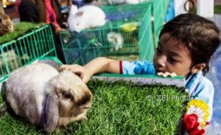 FOTO JATENG FAIR 2017 : Lembut Bulu Kelinci di PRPP Semarang