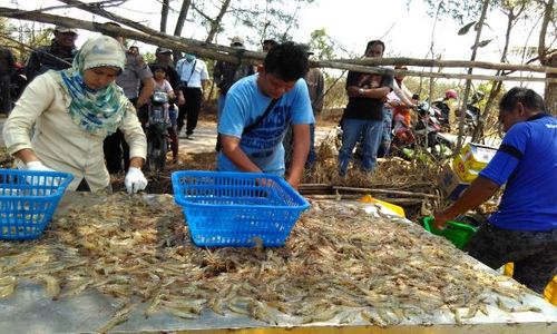 BANDARA KULONPROGO : Terdampak Pembangunan NYIA, Penambak Udang Panen Dini