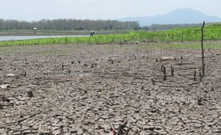 PERTANIAN MADIUN : Air Surut, Warga Manfaatkan Lahan Waduk Saradan untuk Bertani