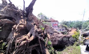 Pohon Setinggi 25 Meter Berusia 100 Tahun Tumbang, Jalan Randusari-Klaten Sempat Macet