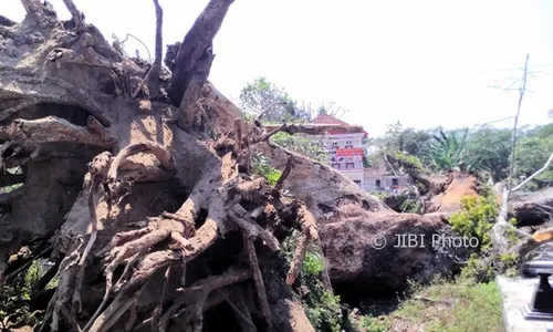 Pohon Setinggi 25 Meter Berusia 100 Tahun Tumbang, Jalan Randusari-Klaten Sempat Macet