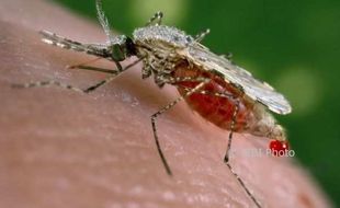 Waduh, 6 Kasus Malaria Ditemukan di Kulonprogo pada Tahun Ini