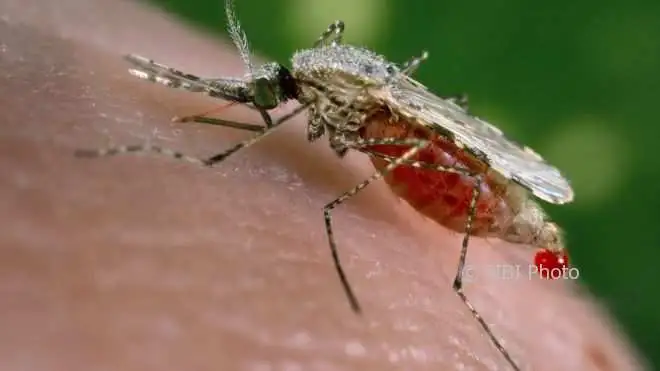 Ada 39 Warga di Jogja Terjangkit Malaria, Dinkes: Semuanya Kasus Impor