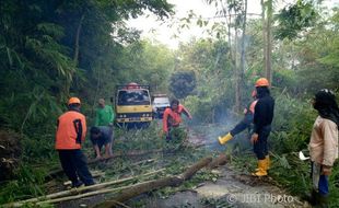 Hujan Deras di Sleman, Sebabkan Pohon Tumbang dan Talud Ambrol