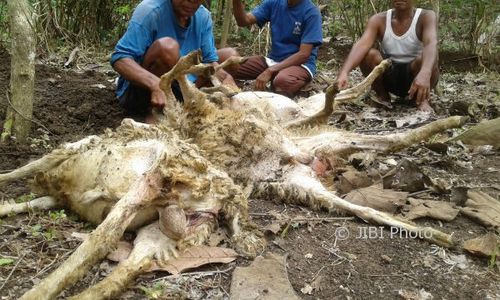 SERANGAN HEWAN : Tak Hanya Gunungkidul, Anjing Liar Juga Tewaskan Ternak di Kulonprogo