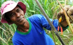 FOTO PERTANIAN JATENG : Cabai Batang Diserang Jamur Patek