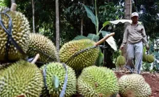 Foto Perkebunan Semarang Panen Durian