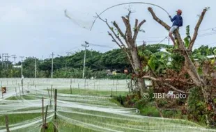 Foto Pertanian Grobogan Terancam Pipit