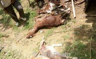 Hewan Liar di Gunungkidul Mengganas, Sepuluh Kambing Mati