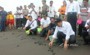 Tukik Lambat 'Pulang', Hasto Tunjukkan Jalan