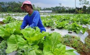 FOTO INFO BELANJA : Sawi Bau Sin Batang Rp3.000/Kg