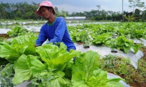 Bangsal Pascapanen, Cara Desa Senden Boyolali Kelola Komoditas Pangan