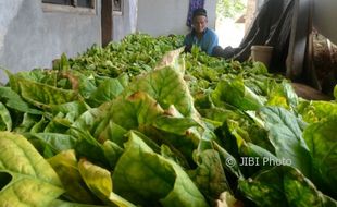 TANAMAN TEMBAKAU: Petani Tembakau Siapkan Alat Bantu