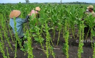 Petani di 6 Kecamatan Karanganyar Tanam Tembakau, Ini Keuntungan Mereka