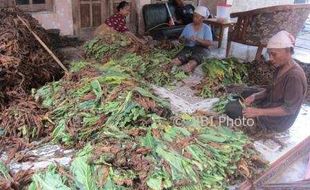 PERTANIAN KARANGANYAR : Sempat Cemas karena Hujan, Petani Tembakau Colomadu Lega Bisa Panen