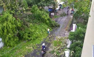 ANGIN KENCANG SUKOHARJO : Pohon Tumbang Timpa Kabel Telekomunikasi di Kartasura saat Hujan Deras