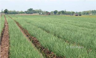 PERTANIAN SRAGEN : Petani Bisa Beli Mobil dari Hasil Panen Bawang Merah