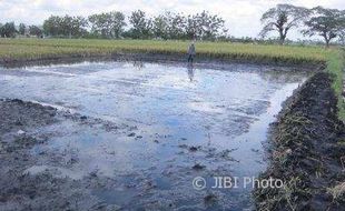 PERTANIAN KARANGANYAR : 50-An Hektare Sawah Menghitam Kena Limbah, Petani Ngijo Malah Senang