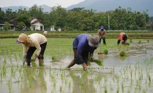 PERTANIAN WONOGIRI : 8.720 Kartu Tani  Tak Bisa Dibagikan karena Ada Kesalahan