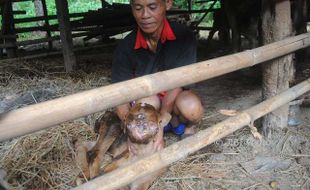 KISAH UNIK : Anak Sapi Wonogiri Ini Bermata 3 Berhidung 2 dan Lidahnya Bercabang