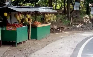 Lahan Durian di Gunungkidul Diincar Pengijon Seharga Rp3 Juta