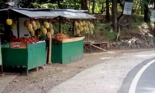 Asyik...Sebentar Lagi Gunungkidul Bakal Panen Durian Melimpah