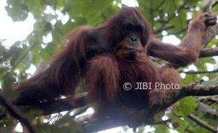 Orang Utan Tapanuli Resmi Jadi Spesies Baru