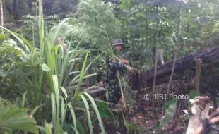 SATGAS PAMTAS : Jaga Perbatasan Prajurit TNI dari Blora Amankan Ladang Ganja