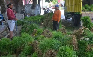 FOTO INFO BELANJA : Bibit Padi Medini Kudus Rp3.500/Ikat